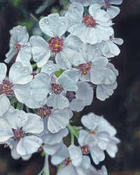 Fleurs blanches et gouttes de rosée