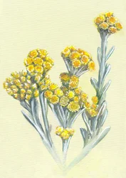 Fleurs d