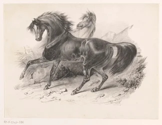 Deux chevaux sauvages