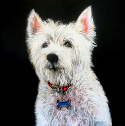 Un charmant portrait de Westie