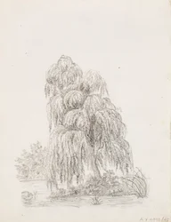Arbre à feuilles larges