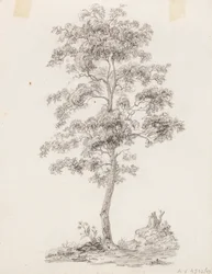 Arbre