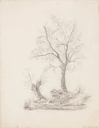 Arbres