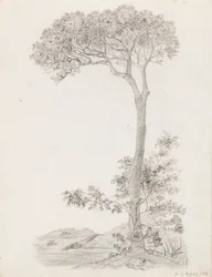 Arbres