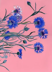 Bleuets bleus sur fond rose