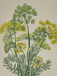 Aneth jaune frais