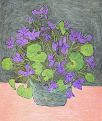 Violettes violettes en pot