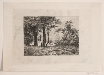 Chênes à la lisière d