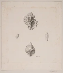 Quatre coquillages