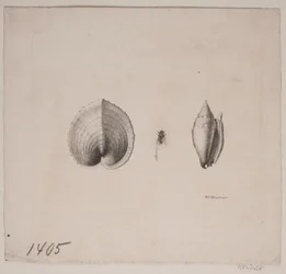 Deux coquillages et une mouche