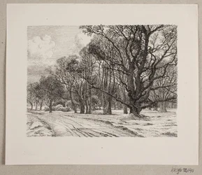 Hiver dans la forêt