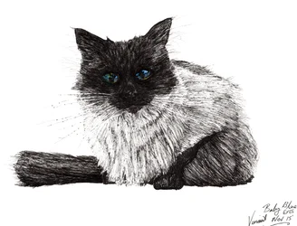 Bébé aux yeux bleus