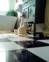 Chats mignons