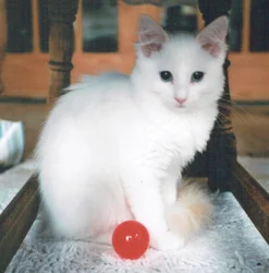 garçon à la balle rouge