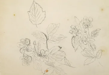 Étude de fleurs, 1869-1871