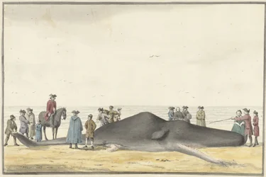Cachalot échoué sur la plage entre Zandvoort et Wijk aan Zee, vu de face, 20 février 1762