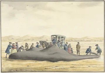 Cachalot échoué sur la plage entre Zandvoort et Wijk aan Zee, 20 février 1762, vu de dos