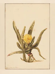 Ficoïde glaciale avec fleurs jaunes