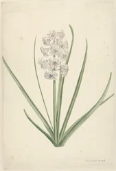 Jacinthe blanc-bleu clair