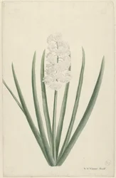 Jacinthe blanche