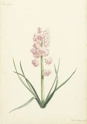 Hyacinthe Coralienne