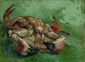 Un crabe sur le dos