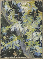 Acacia en fleur