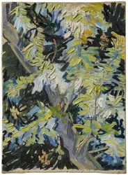 Acacia en fleurs