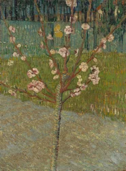Amandier en fleurs