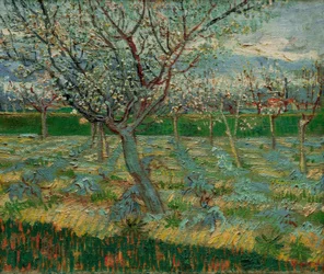 Verger en fleurs avec des abricotiers