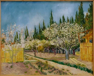 Verger en fleurs entouré de cyprès