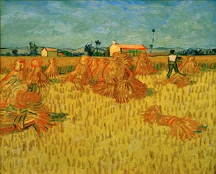 La récolte en Provence