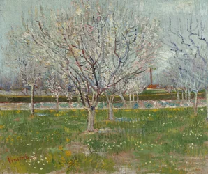 Verger en fleurs (pruniers)