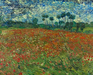 Champ de coquelicots