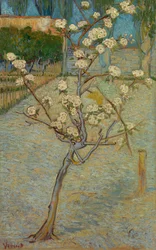 Petit poirier en fleur