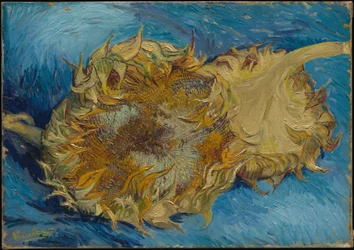 Tournesols