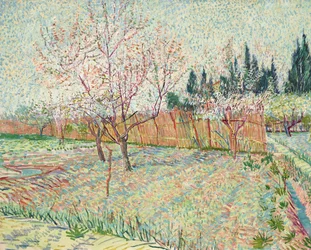 Verger avec cyprès