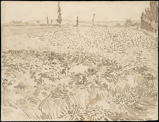 Champ de blé