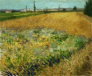Champ de blé