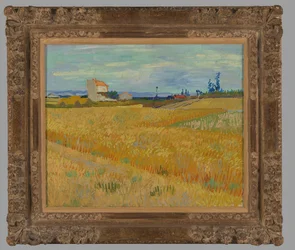 Champ de blé