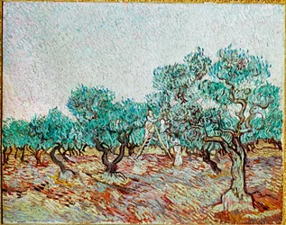 Femmes cueillant des olives