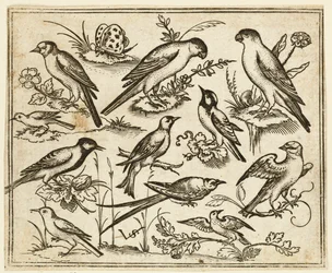 Onze oiseaux perchés sur des touffes de feuillage fleuri et de petites branches, 1557