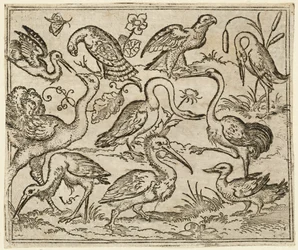 Autruche à gauche avec neuf autres oiseaux, dont un héron et un pélican..., 1557