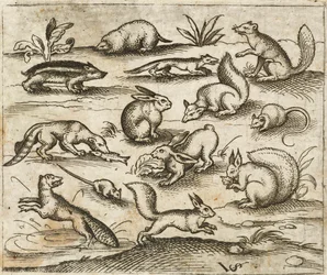 Groupe de petits animaux de la forêt autour d