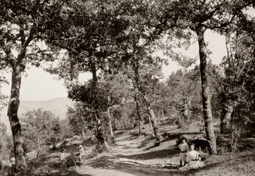 Promenade dans la forêt (photo n/b)