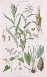 Millet, Maïs, Sarrasin et Taro, illustration de A History of the Vegetable Kingdom par William Rhind, 1872