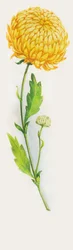 Fleur de chrysanthème, dessin