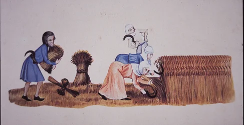 Femmes médiévales récoltant du maïs, d