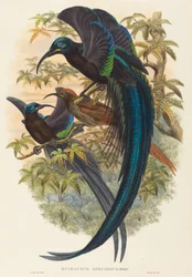 Epimachus speciosus (Oiseau de paradis à bec en faucille)