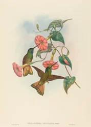 Hélianthea osculans (Frontlet étoilé à queue buffle)